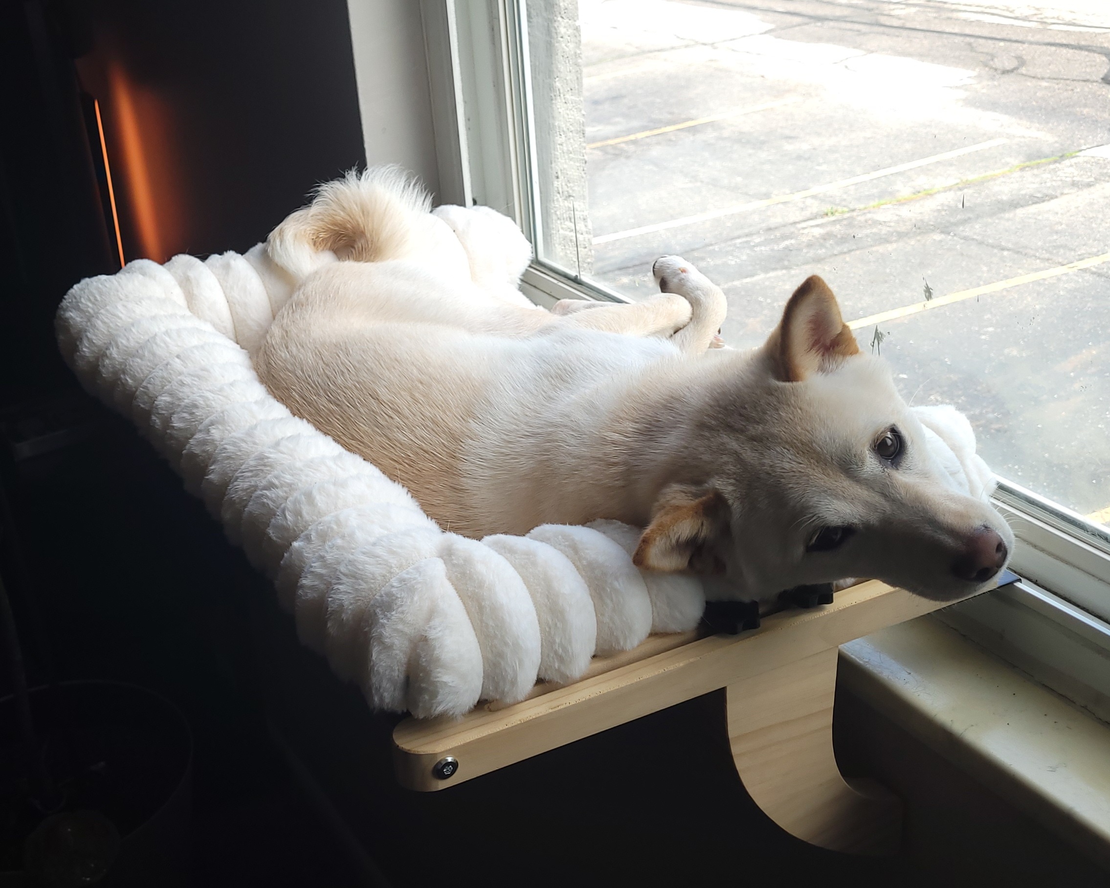 Bunny laying in her window perch