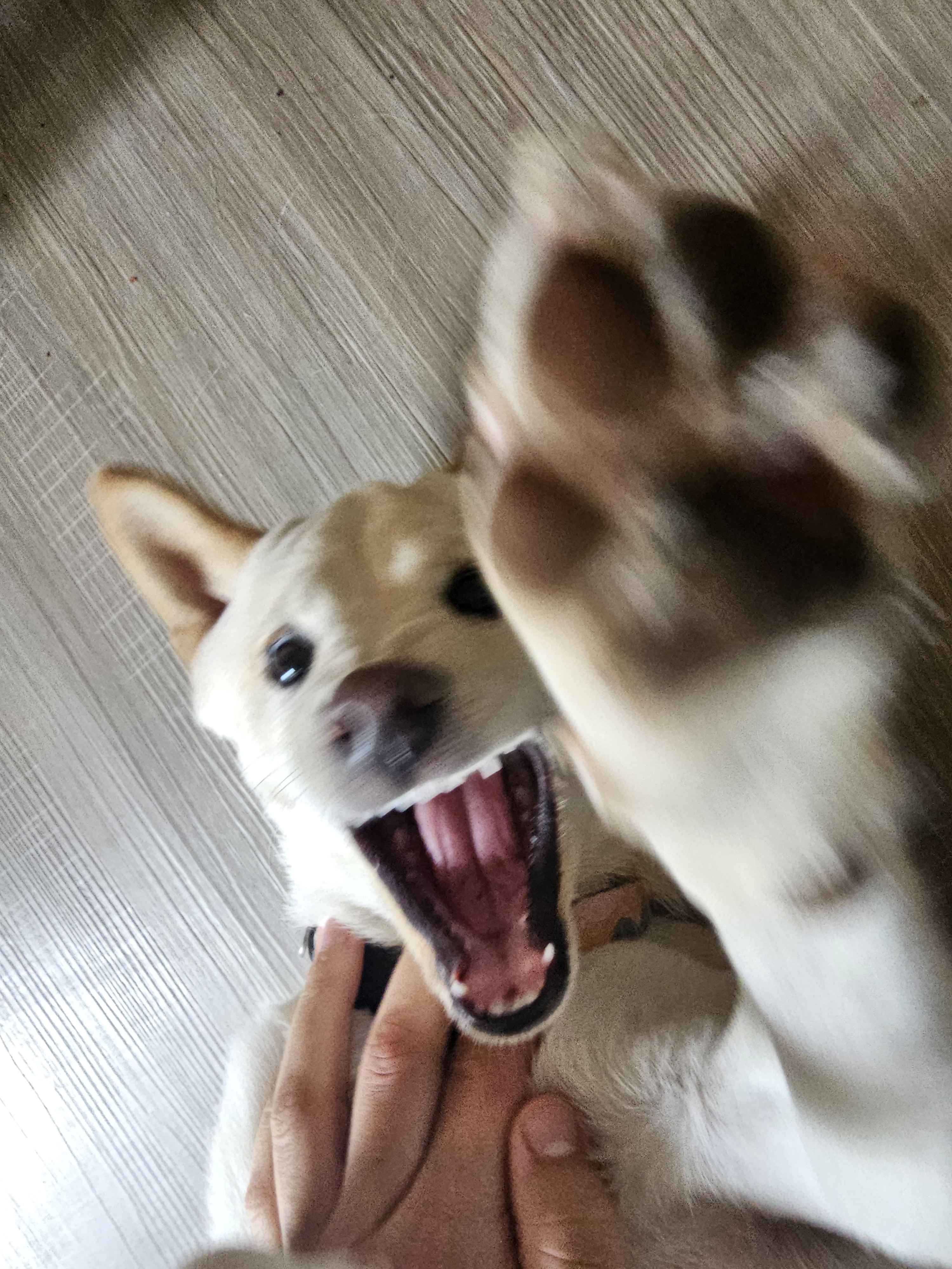 Bunny being evil
